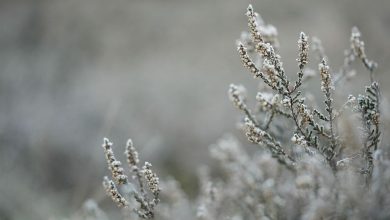 overwinteren