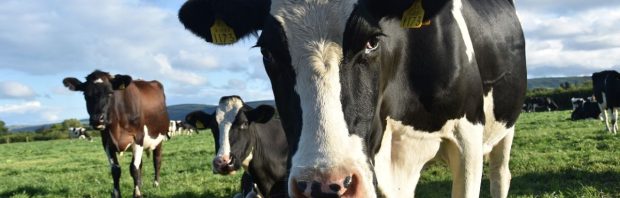 Deze boer doet met pijn in het hart al zijn koeien weg: ‘Waar blijven de beloftes, BBB?’