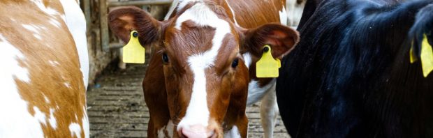 Deze boer deed mee aan de ‘woest aantrekkelijke’ uitkoopregeling van de overheid en heeft nu enorme spijt