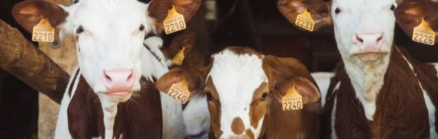 Veevoeradditief Bovaer ‘gelinkt aan sterilisatie’
