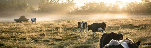 Overheid wil ALLE koeien in 2030 ’toxisch’ voeradditief geven