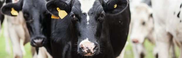 Arts over methaanremmer Bovaer: ‘Mensen maken zich terecht zorgen’