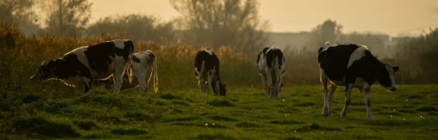 Voedsel ‘nog veel en veel duurder’ door verdwijnende veehouders: ‘Mogelijk gemaakt en gesteund door PVV en BBB’