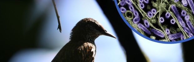 Noodtoestand afgekondigd vanwege vogelgriep: in dit biolab in Cherson werd geëxperimenteerd met dodelijke varianten