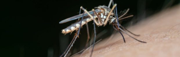Gates financiert project om genetisch aangepaste muggen los te laten in Australië: ‘Iedereen moet zich grote zorgen maken’