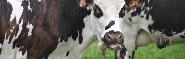 Melkveehoudster uit Overijssel heeft de moed om zich uit te spreken: ‘Dit is een horror story’