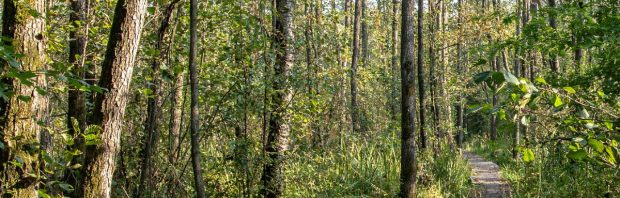 En dit noemen we tegenwoordig ‘natuurherstel’: ‘Werkelijk complete waanzin’