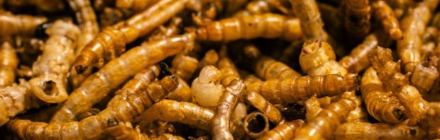 Smullen maar: EU keurt wet goed voor insecten in brood