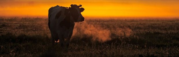 Grote bezorgdheid onder boeren over bizarre verpachting: ‘Dit is ontoelaatbaar’