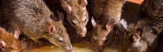 NOS compleet belachelijk gemaakt na bericht over ratten en ‘klimaatverandering’