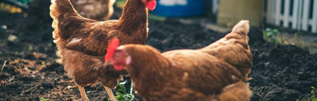 Kamervragen over pilot (lees: experiment) vogelgriepvaccinatie met consument als proefkonijn: ‘Schandalig misleidend’