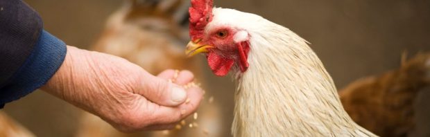 Eet jij straks ‘vaccineieren’? Kamervragen over ‘veilig’ vogelgriepvaccin dat via noodtoelating op de markt is gekomen