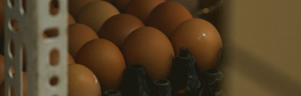 Advies over eieren van hobbykippen wekt verbazing: ‘Wie gelooft het RIVM nog?!’