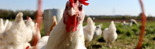 Vragen over het vaccineren tegen vogelgriep zijn beantwoord: ‘Burgers mogen weer NIETS weten!’