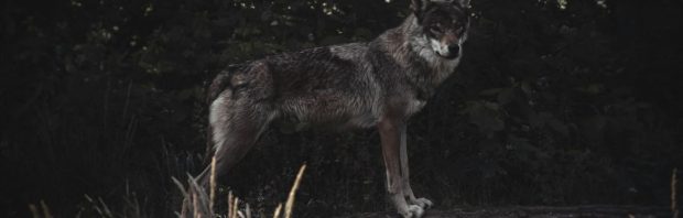 Schapenhouder over wolvencrisis: ‘Dit past heel goed in het plaatje van de overheid om boeren op te ruimen’