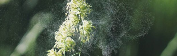 Verbazing over onderzoek naar link tussen POLLEN en oversterfte: ‘Is er nog iemand die dit gelooft en serieus neemt?’