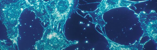 Baanbrekend onderzoek: chemotherapie reactiveert slapende kankercellen, met uitzaaiingen tot gevolg