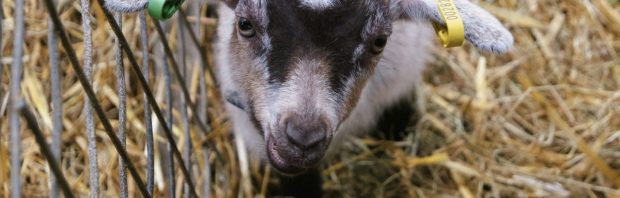 De aanval op de boeren gaat maar door: longontsteking door geiten?!