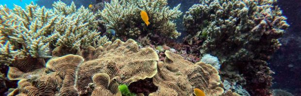 NOS overspoeld met kritiek na ‘hel en verdoemenis’ over Great Barrier Reef: ‘Waarom nu toch weer deze domheid’