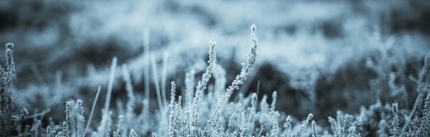 Uitzonderlijk vroege vorst dit jaar: ‘Waar is die opwarming van de aarde nu?’