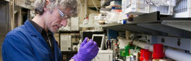 Veelgebruikte suikervervanger doodt kankercellen in lab na fermentatie