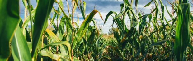 Boer laat zien wat de ‘vliegtuigstrepen’ doen met de gewassen die hij verbouwt
