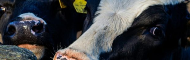 Bovaer-schandaal uitgebroken: koeien vallen om en gaan dood – ‘De krankzinnigheid kent geen grenzen’