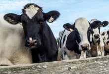 'Dit is schokkend om te zien': Koeien vallen om door vergiftiging met Bovaer 4 ken