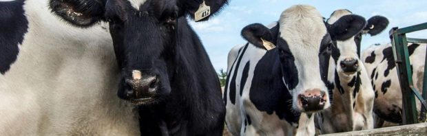 ‘Dit is schokkend om te zien’: Koeien vallen om door vergiftiging met Bovaer