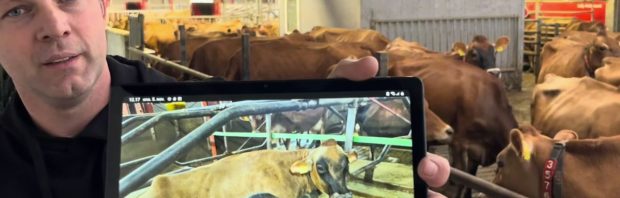 Boer Wesley zit met tientallen zieke en 2 dode koeien na Bovaer-ramp: ‘Dit is niet normaal’