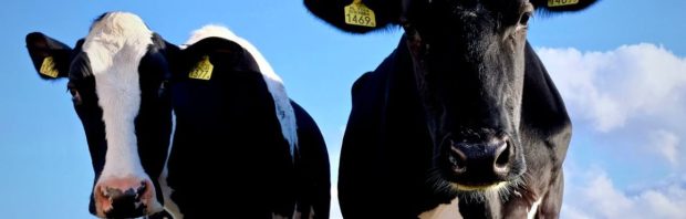 Vergeet Bovaer: er wordt nu een nieuwe en krachtigere methaanremmer getest, genaamd AB-01