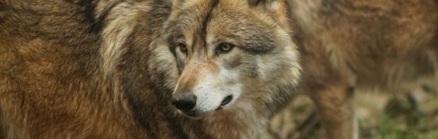 Gideon van Meijeren stelt Kamervragen over uitzetten wolf: ‘Deze beelden werpen een heel ander licht op de zaak’