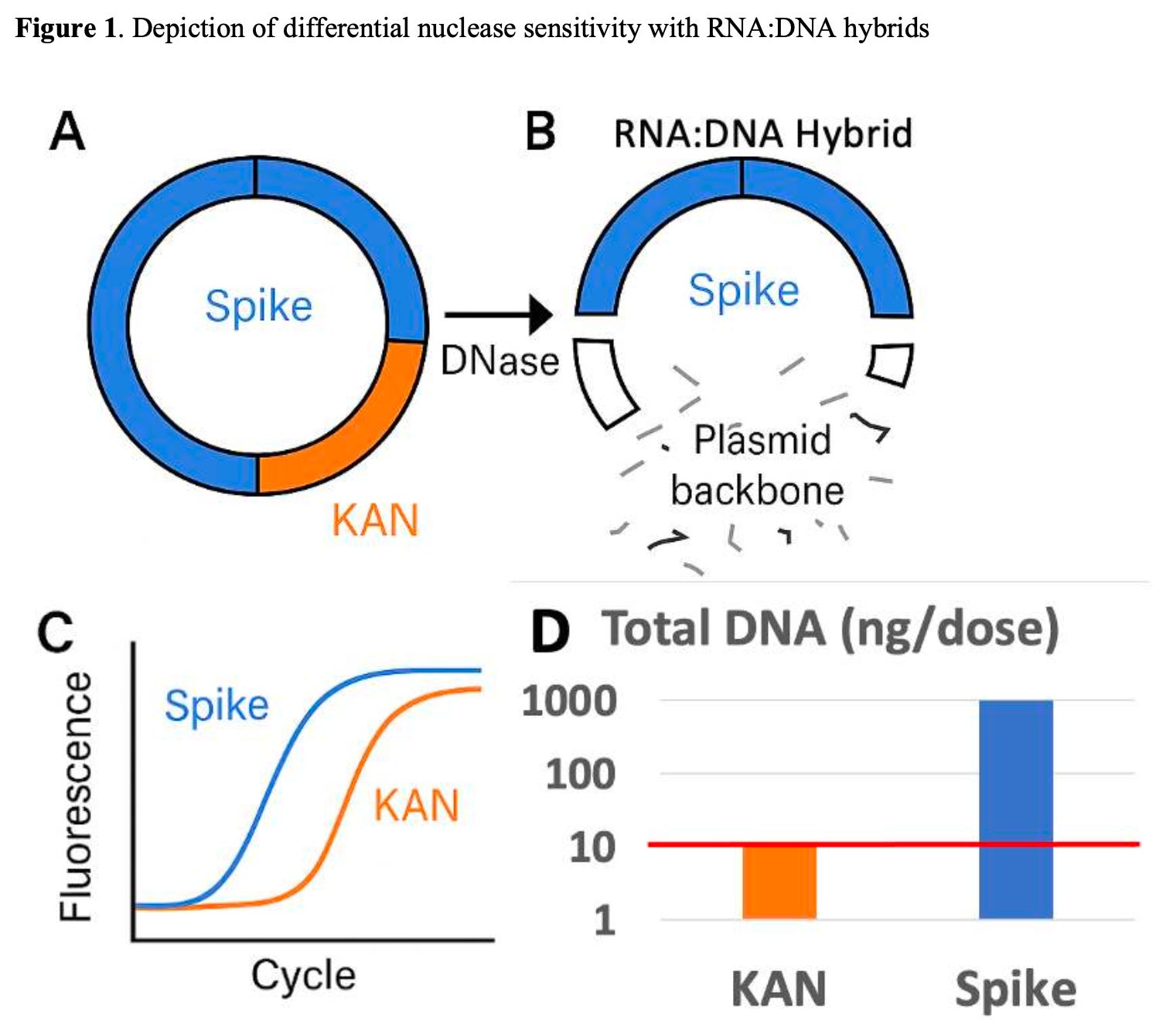 Nieuwe studie: mRNA-vaccinproductie liet grootschalige DNA-verontreiniging toe 2 mrna