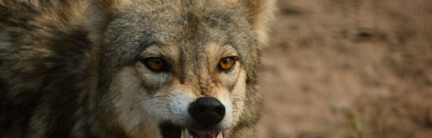 Waarom Europa minder leefbaar, minder veilig en steeds chaotischer wordt