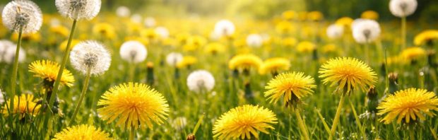 Hoe de factcheckers een studie over paardenbloemwortel en kanker verdraaiden