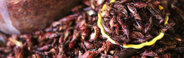 De belofte van insecten als voedsel stort in: van hype naar harde realiteit