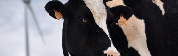 Nieuw boek over ‘ingrijpende trieste gebeurtenis’ met vervuild koeiengriepvaccin: ‘Ab Osterhaus wist het, maar zweeg’