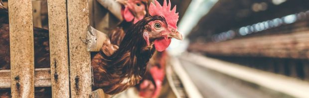 Bestuurslid Nederlandse Vakbond Pluimveehouders noemt stikstofcrisis ‘grote leugen’