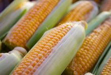 Europese Commissie staat invoer van 4 nieuwe GMO-gewassen toe 5 Europese Commissie staat invoer van 4 nieuwe GMO-gewassen toe