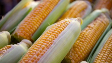 Europese Commissie staat invoer van 4 nieuwe GMO-gewassen toe