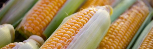 Europese Commissie staat invoer van 4 nieuwe GMO-gewassen toe