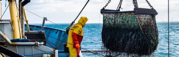 Horrorverhalen over omgevallen natuur gebaseerd op drijfzand: ‘Op dit soort leugens is rampzalig beleid gebouwd’