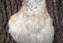 Lion's Mane hersengezondheid: wat deze paddenstoel doet met jouw brein