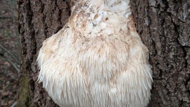 Lion's Mane hersengezondheid: wat deze paddenstoel doet met jouw brein