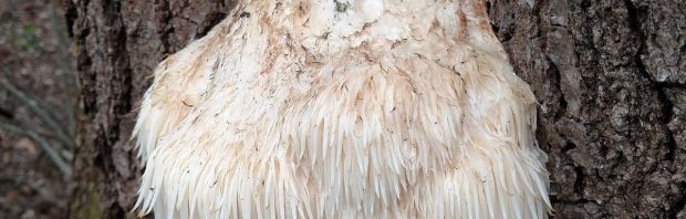 Lion’s Mane hersengezondheid: wat deze paddenstoel doet met jouw brein