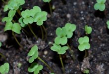 Verse microgreens kweken in bakjes op een zonnige vensterbank