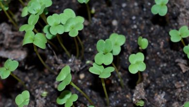 Verse microgreens kweken in bakjes op een zonnige vensterbank