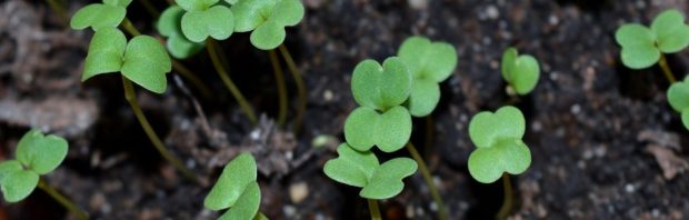Microgreens kweken op je vensterbank: meer voeding voor een tientje