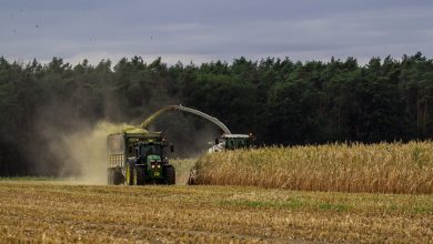 Overheid verandert spelregels tijdens de wedstrijd, boer moet net ingezaaide maïs vernietigen: 'Wanneer stop het?'