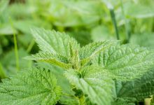 Wilde planten eetbaar en gratis: brandnetel, paardenbloem en zevenblad